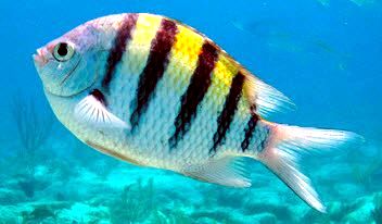 Abudefduf saxatilis_005